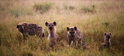 Family of hyenas.