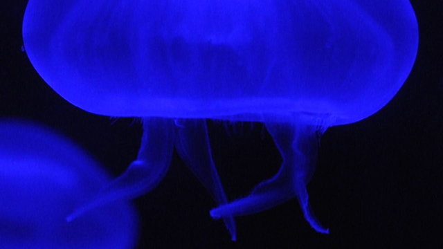 Criatura marina, medusa