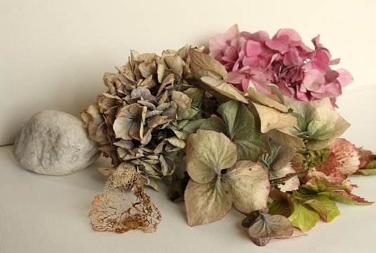 Fototapeta Hortensienblüten