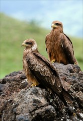 Two Black Kite.Black Kite (Milvus migrans.)