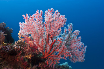 Plakat Czerwony koral miękki świecące na tropikalnej rafie