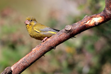 Greenfinch