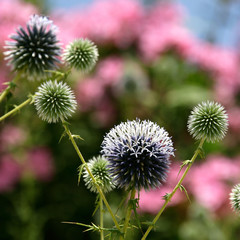 close up shot of thorny plant in nature