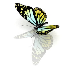 Isolated butterfly on a white background