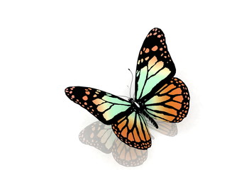 Fototapeta na wymiar Isolated butterfly on a white background
