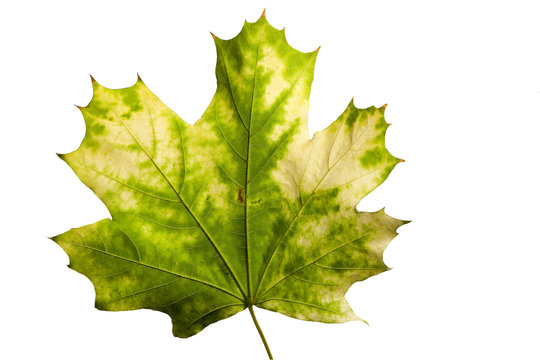 yellow maple leaf isolated on a white background