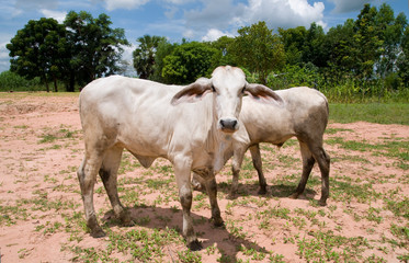 Two Asian cows in Northwestern Thailand