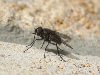 Stubenfliege