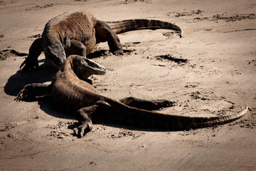Komodo dragons