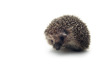 hedgehog on the white isolated background