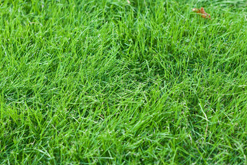 New Young Green Fescue Grass