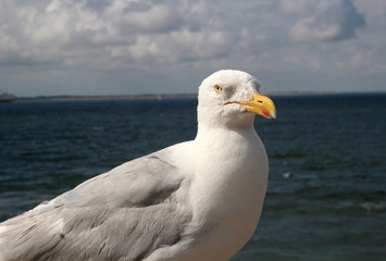 seagull