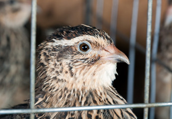 quails