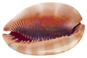 Sea Shell Isolated on White