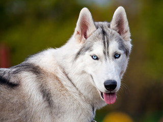 Siberian Husky