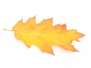 Leaf