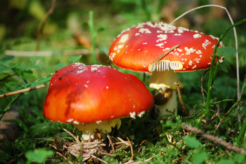 amanites tue-mouches 2