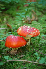 amanites tue-mouches 4