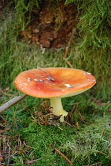 amanite tue-mouches en sous bois