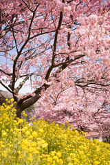 下賀茂の河津桜