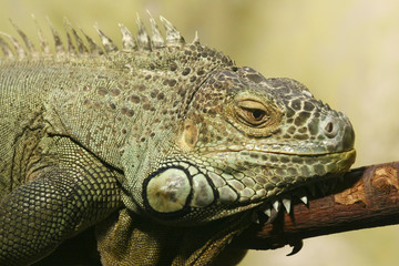Leguan