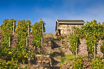 Obraz premium Eine Hütte am Weinberg in Radebeul.