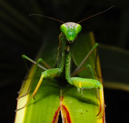 Mantide religiosa Mantis religiosa Linnaeus