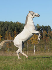 Obraz na płótnie Canvas Grey horse rears