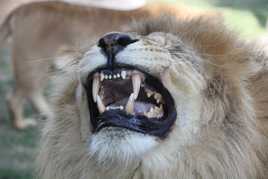 rugissement du lion