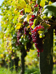 Vigne et grappe de raisin au soleil