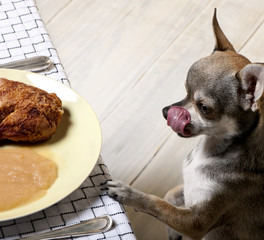 Chihuahua licking lips and looking at food on plate at dinner ta