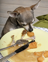 Chihuahua looking at leftover food on plate at dinner table