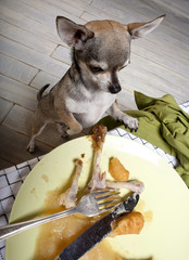 Chihuahua standing on hind legs to look at leftover meal