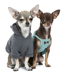 Chihuahuas dressed up in front of white background
