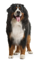 Bernese Mountain Dog, 3 years old, standing