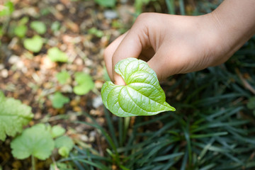 子供の手とハートの葉