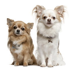 Chihuahuas, 7 years old, 6 years old, sitting