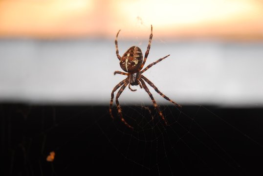 Kreuzspinne