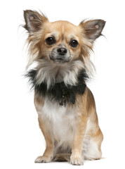 Chihuahua, 16 months old, sitting in front of white background