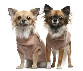Chihuahuas, 2 years old, dressed up and standing