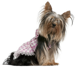 Yorkshire Terrier, 2 years old, dressed up and sitting