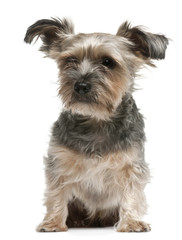 Yorkshire Terrier, 3 years old, sitting