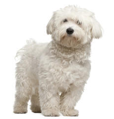 Maltese, 8 months old, sitting in front of white background