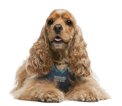 American Cocker Spaniel, 3 years old, dressed up and lying