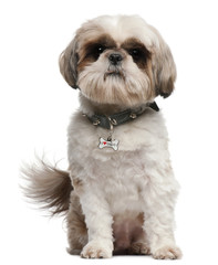 Shih Tzu, 2 years old, sitting in front of white background