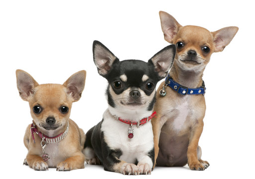 Chihuahuas, 3 years old, 2 years old, 3 months old, sitting