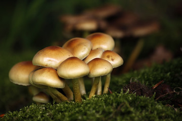 Grünblättrige Schwefelköpfe