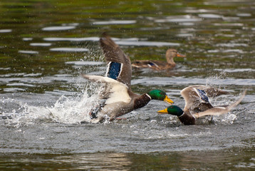 Fight between two wild ducks