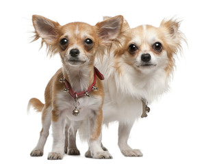 Chihuahuas, 2 years old, 5 months old, standing