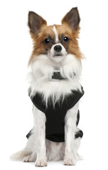 Chihuahua, sitting in front of white background